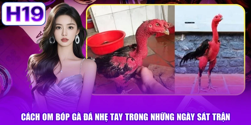 Cách om bóp gà đá nhẹ tay trong những ngày sát trận