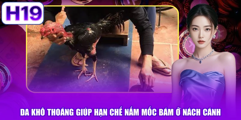 Da khô thoáng giúp hạn chế nấm mốc bám ở nách cánh